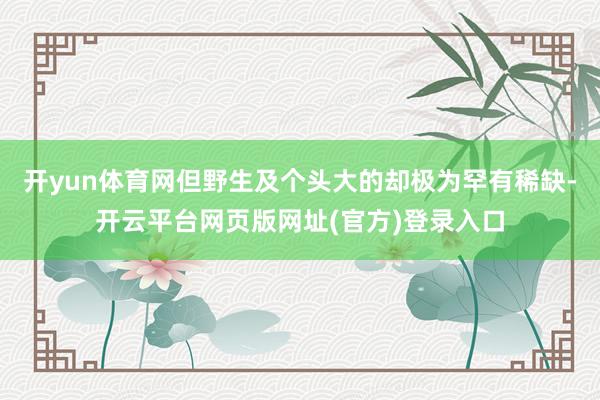 开yun体育网但野生及个头大的却极为罕有稀缺-开云平台网页版网址(官方)登录入口